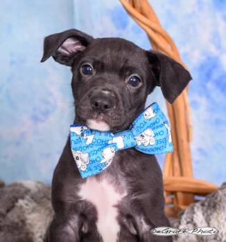 Labrador Retriever Dogs Available for Adoption in Pittsboro, North Carolina - Luke | PetCurious