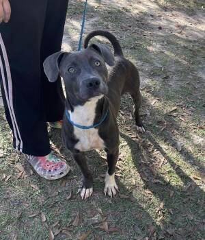 Rescue Pit Bull Terrier Dogs for Adoption in Troy, Alabama - Stone | PetCurious