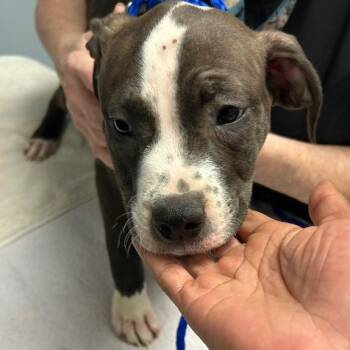 Molly -  Mixed Breed Dog for Adoption in Walker, Michigan - Molly | PetCurious