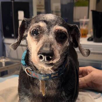 Chihuahua and Dachshund Dogs Available for Adoption in Jacksonville, Arkansas - Mary | PetCurious