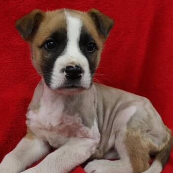 Belle D11519 -  Terrier and German Shepherd Dog Dog for Adoption - Belle D11519 | PetCurious