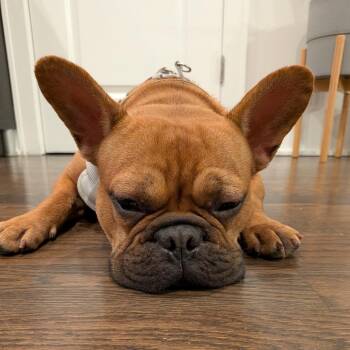Frites -  French Bulldog Dog for Adoption in Chicago, Illinois - Frites | PetCurious