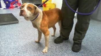 Pit Bull Terrier Dogs Available for Adoption in Charlotte, North Carolina - A1262635 | PetCurious