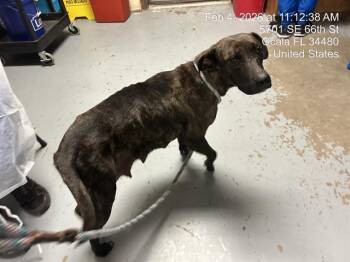 Pit Bull Terrier Dogs Available for Adoption - SIENNA | PetCurious