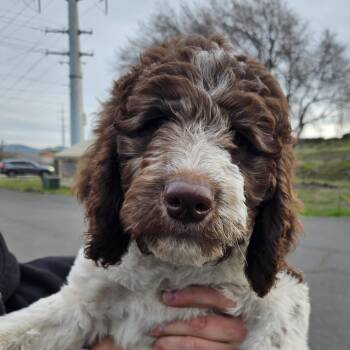 Goldendoodle and Labradoodle Dogs Available for Adoption - Bird Litter Males (Double Doodle) | PetCurious