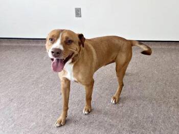 Terrier Dogs Available for Adoption - PIGGY | PetCurious