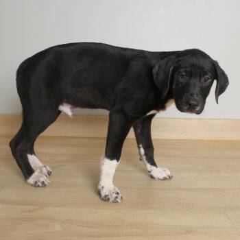 Clyde D69709 -  Pit Bull Terrier and Australian Shepherd Dog for Adoption in Minnetonka, Minnesota - Clyde D69709 | PetCurious