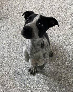 Ares -  German Shepherd Dog Dog for Adoption in Jackson, Michigan - Ares | PetCurious
