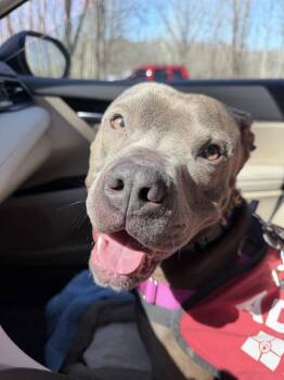 Pit Bull Terrier Dogs Available for Adoption in Indianapolis, Indiana - CRIMSON | PetCurious