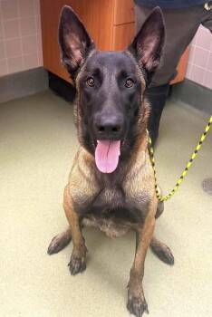 Zip -  Belgian Shepherd Malinois Dog for Adoption in Kankakee, Illinois - Zip | PetCurious