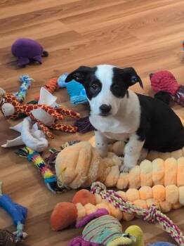 Corgi and Terrier Dogs Available for Adoption - Olivia | PetCurious