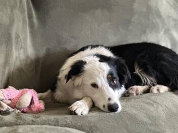Border Collie and Australian Shepherd Dogs Available for Adoption - Bingo | PetCurious