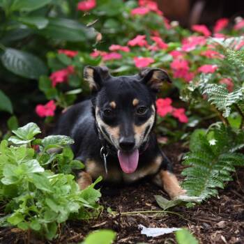 Nikolaj -  Chihuahua and Mixed Breed Dog for Adoption in Wake Forest, North Carolina - Nikolaj | PetCurious