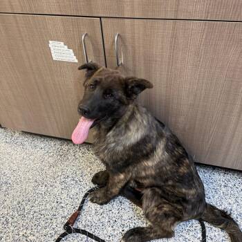 Anatolian Shepherd and Shar Pei Dogs Available for Adoption in Great Falls, Montana - Bruce | PetCurious