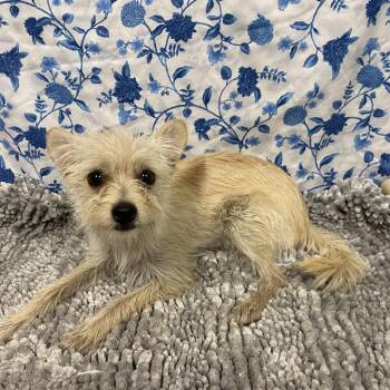 A611995 -  Norfolk Terrier and Mixed Breed Dog for Adoption in Modesto, California - A611995 | PetCurious