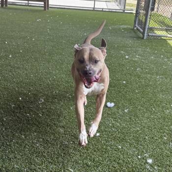 Keira -  Pit Bull Terrier Dog for Adoption in Eatontown, New Jersey - Keira | PetCurious