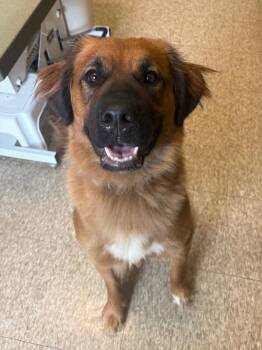 Millie -  Saint Bernard and Newfoundland Dog Dog for Adoption in Warren, Pennsylvania - Millie | PetCurious