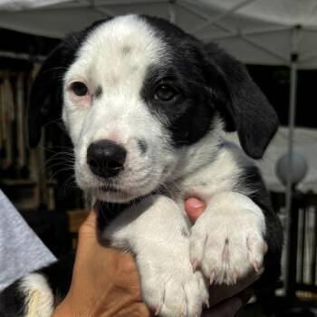 NY Lennox avail Jul 18 (Kent Farmers Market) -  Border Collie and Basset Hound Dog for Adoption in Eastford, Connecticut - NY Lennox Avail Jul 18 (Kent Farmers Market) | PetCurious