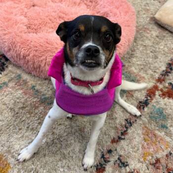 Rat Terrier Dogs Available for Adoption in Taycheedah, Wisconsin - Montana | PetCurious
