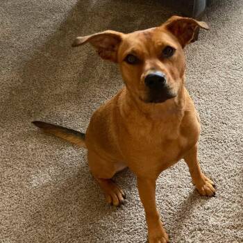 Ellie -  Pit Bull Terrier and Treeing Walker Coonhound Dog for Adoption in Grafton, Ohio - Ellie | PetCurious