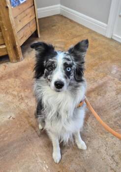 Caspian -  Australian Shepherd Dog for Adoption in Bolivar, Missouri - Caspian | PetCurious