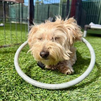 Maltese Dogs Available for Adoption - Piper | PetCurious