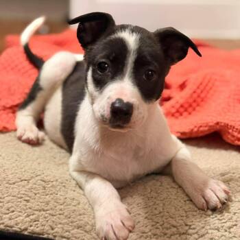 Rat Terrier and Mixed Breed Dogs Available for Adoption - Patsy  | PetCurious