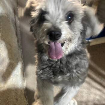 Shih Tzu and Poodle Dogs Available for Adoption in Casa Grande, Arizona - Poppy | PetCurious