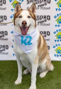Kylo -  Husky Dog for Adoption in New Smyrna Beach, Florida - Kylo | PetCurious