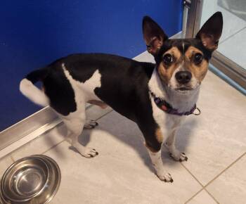 Fox Terrier Dogs Available for Adoption - Dudley | PetCurious