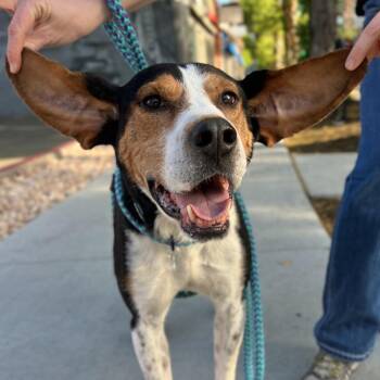 Herschel -  Hound Dog for Adoption in Salt Lake City, Utah - Herschel | PetCurious