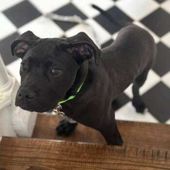 Fitz -  American Staffordshire Terrier and Mixed Breed Dog for Adoption in New York, New York - Fitz | PetCurious