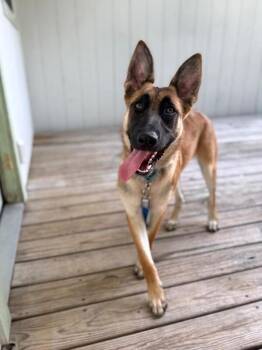Jade Playtime Princess -  Belgian Shepherd Malinois and German Shepherd Dog Dog for Adoption in Friendswood, Texas - Jade Playtime Princess | PetCurious
