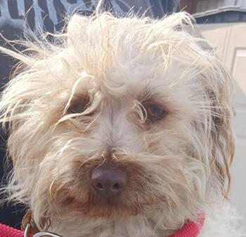 Rescue Terrier Dogs for Adoption in Vallejo, California - Eggnog | PetCurious