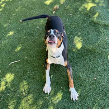 Nigel -  English Bulldog Dog for Adoption in Lakeland, Florida - Nigel | PetCurious