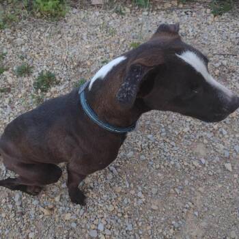 Black Labrador Retriever and Mixed Breed Dogs Available for Adoption in Spring Hill, Kansas - Valeria | PetCurious