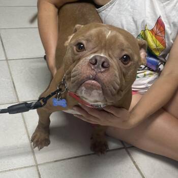 Ombre -  Mixed Breed Dog for Adoption in Savannah, Georgia - Ombre | PetCurious