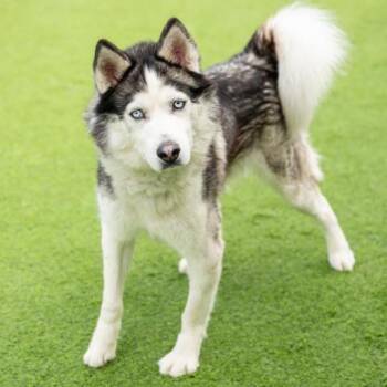 LIYOTES -  Siberian Husky Dog Available for Adoption in Camarillo, California - LIYOTES | PetCurious