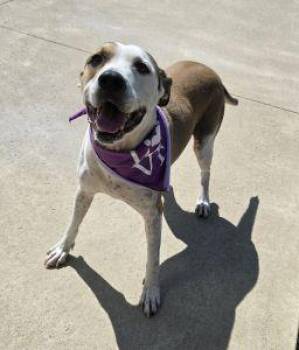 Rescue Pit Bull Terrier Dogs for Adoption in Bucyrus, Ohio - Phoebe | PetCurious