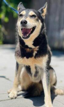 AC-4908 "Montana" -  Husky and Shepherd Dog for Adoption in Conyers, Georgia - AC-4908 "Montana" | PetCurious