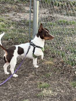 Dachshund and Terrier Dogs Available for Adoption - Mika | PetCurious