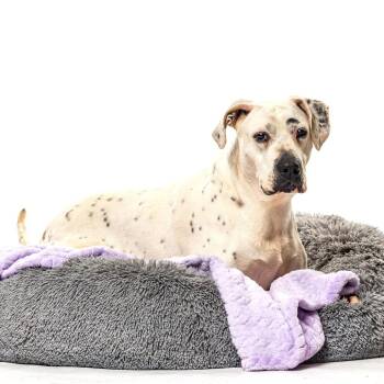Britnee -  Pit Bull Terrier and Dalmatian Dog for Adoption in Reno, Nevada - Britnee | PetCurious