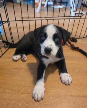 Google -  Pit Bull Terrier and Husky Dog for Adoption in Yellowknife, Northwest Territories - Google | PetCurious