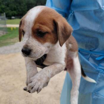Nova 1845 -  Bluetick Coonhound and Mixed Breed Dog for Adoption in Loxahatchee Groves, Florida - Nova 1845 | PetCurious