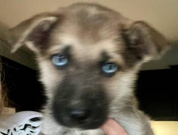 Shepherd and Husky Dogs Available for Adoption in Minesing, Ontario - BONFIRE | PetCurious