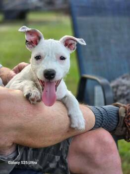 Snowflake -  American Staffordshire Terrier Dog for Adoption in Mooresville, North Carolina - Snowflake | PetCurious