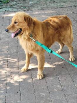 Rescue Golden Retriever Dogs for Adoption in Waterville, Ohio - Stewart | PetCurious
