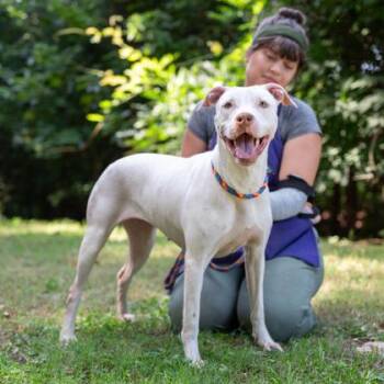Flower Crown -  Mixed Breed Dog for Adoption in Chamblee, Georgia - Flower Crown | PetCurious