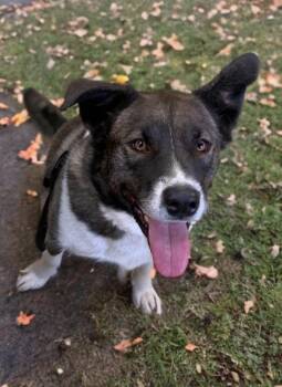 Rescue Mixed Breed Dogs for Adoption in High Level, Alberta - ZAYDA | PetCurious