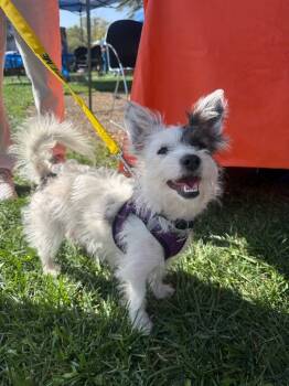 Rescue Terrier Dogs for Adoption in Lake Forest, California - Derek | PetCurious
